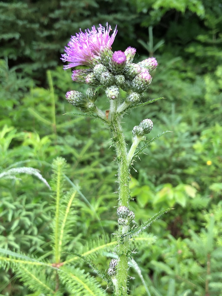 Marsh Thistle From Algoma Ca On Ca On July At Am By