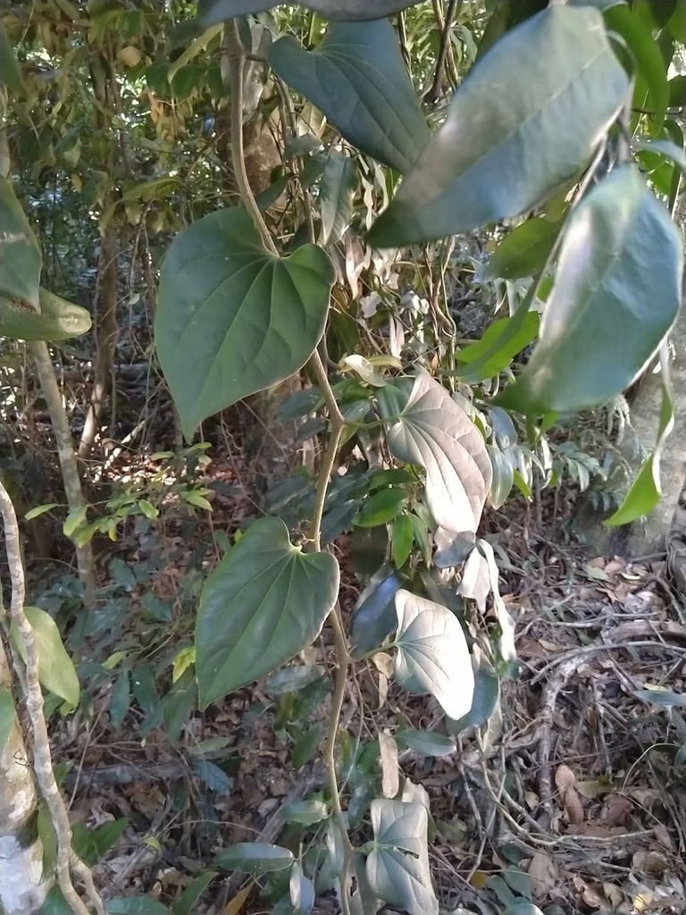 Australian Pepper Vine From Cooloola QLD 4580 Australia On October 5