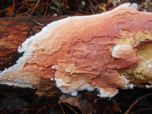 Meruliopsis Taxicola INaturalist United Kingdom