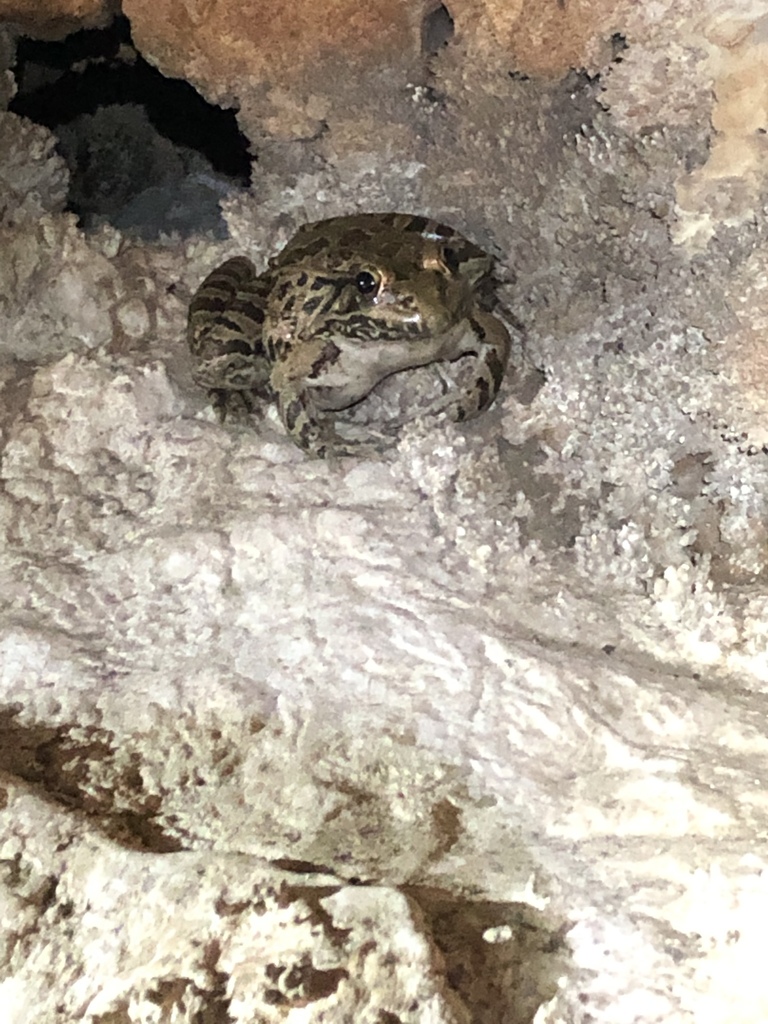 Rio Grande Leopard Frog From Lady Bird Johnson Wildflower Center