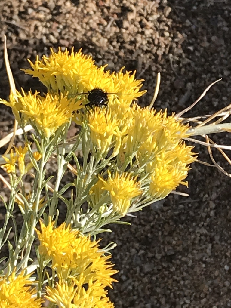 Flies From Elena Gallegos Picnic Area Albuquerque Nm Us On October