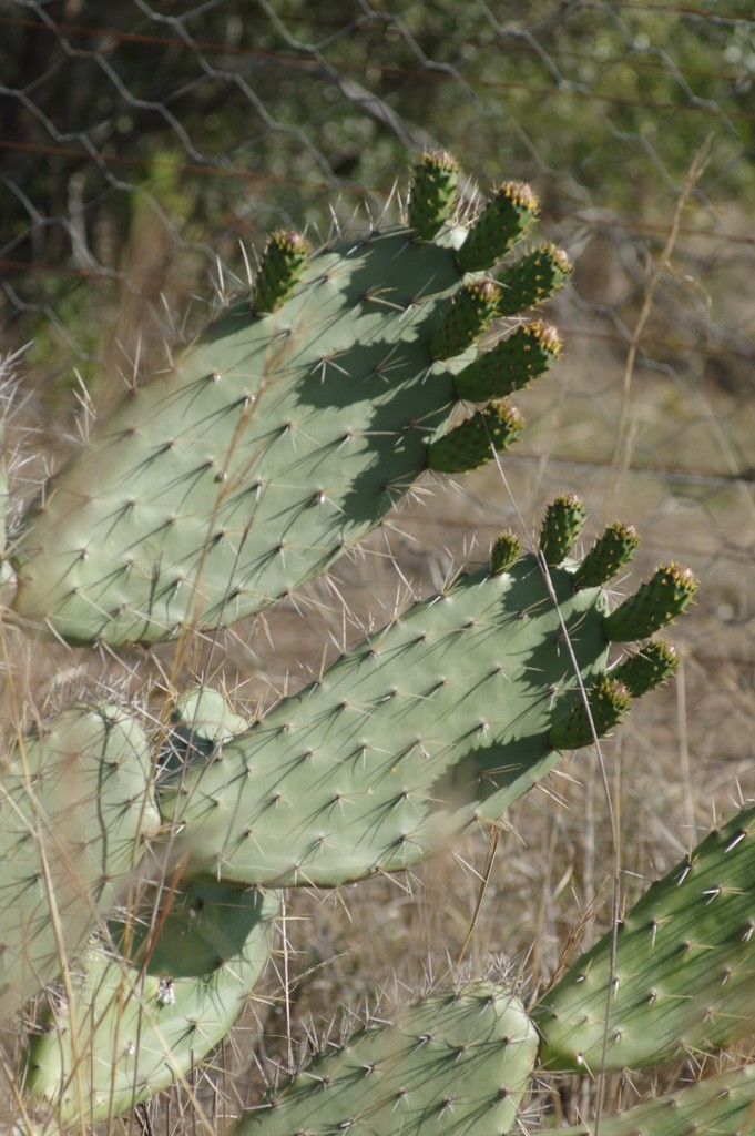 Indian Fig Opuntia From DR2055 Between The R67 Grahamstown Fort