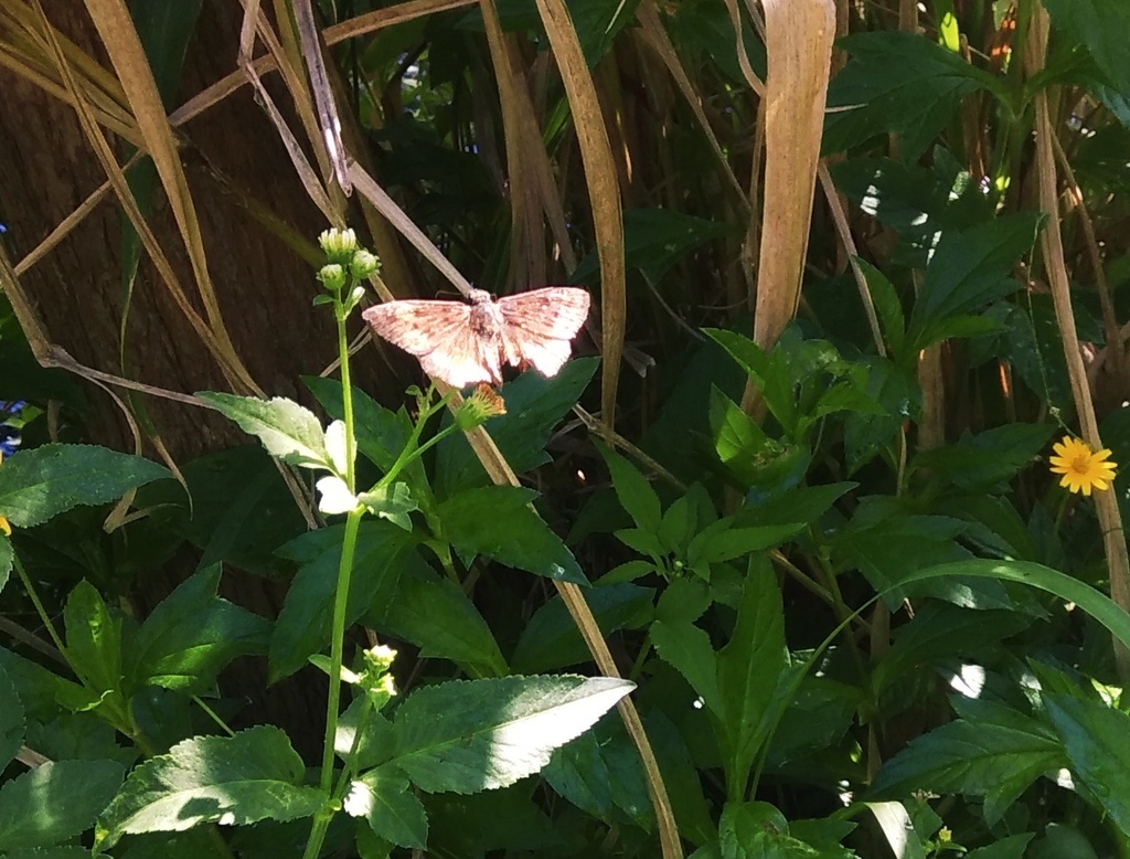 Horace S Duskywing From Winter Park Fl Usa On October