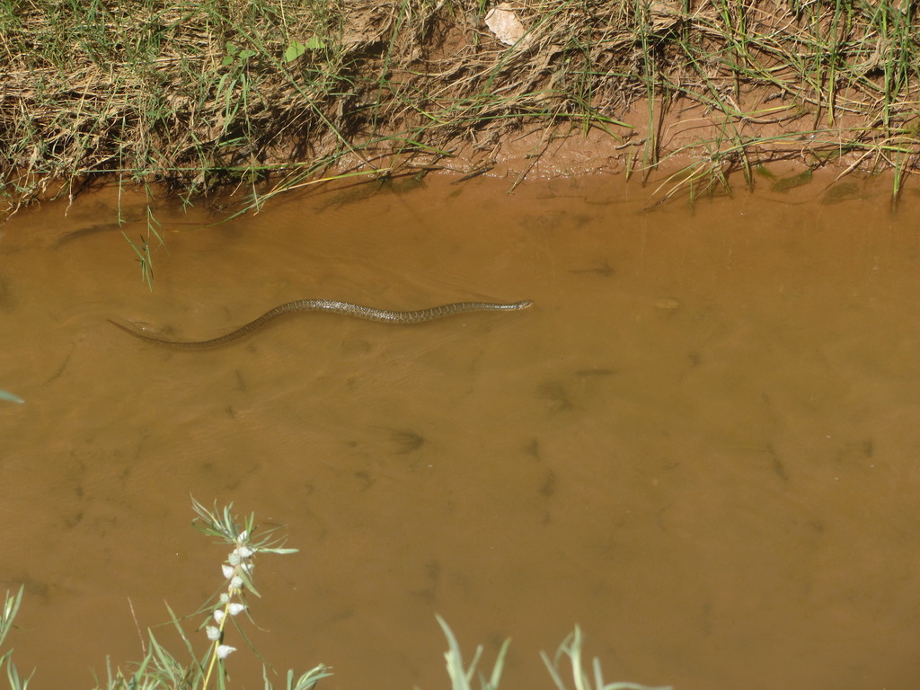 Plain Bellied Watersnake From State Hwy Park Rd Canyon Tx