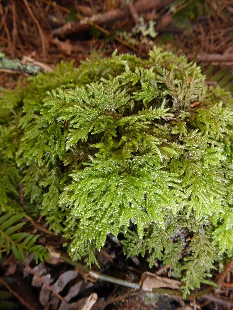 Camptochaete Arbuscula Arbuscula From Auckland North Shore Birkenhead