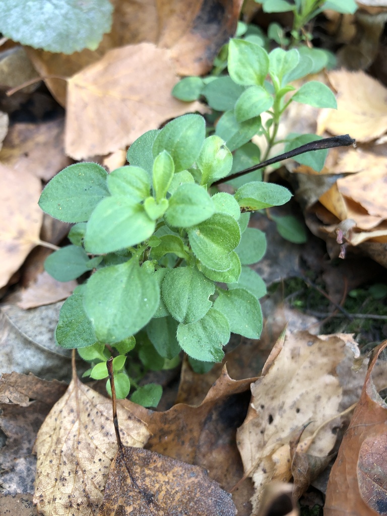 Three Nerved Sandwort From Ru On October