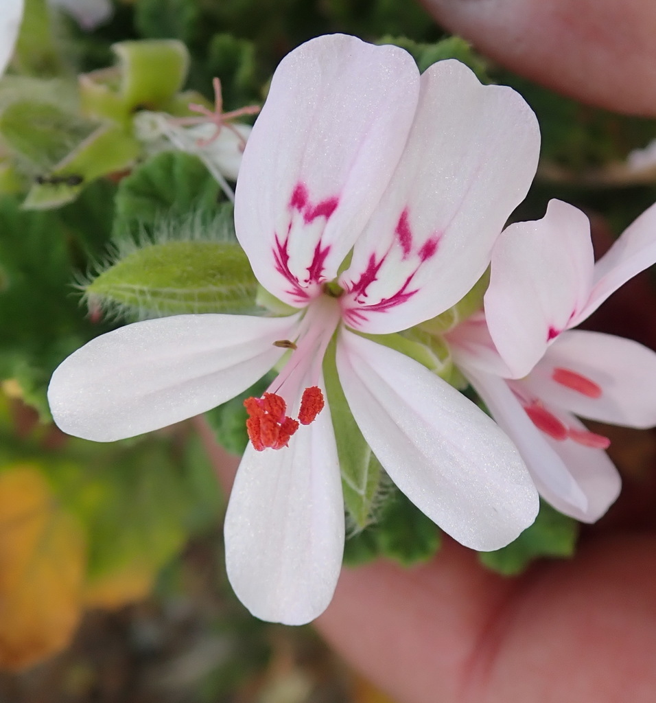 Oak Leaved Geranium From Heaven In The Langkloof Western District