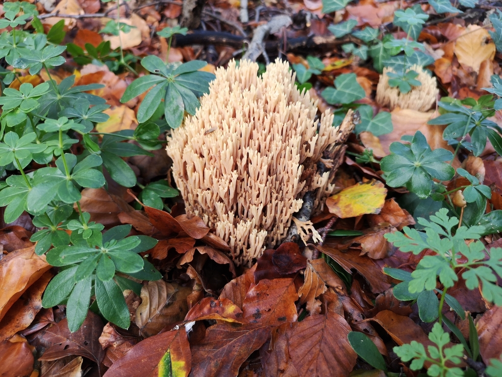 Upright Coral Fungus From Lokalcenter S Holm Bispevej Aarhus Kom