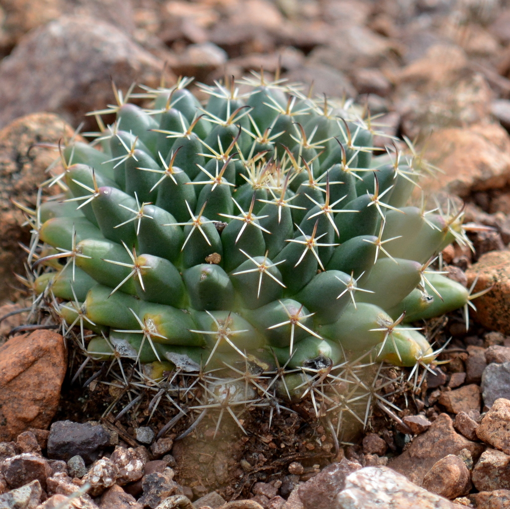 Mammillaria Uncinata From Guanajuato Gto M Xico On October