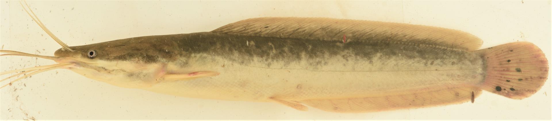 Clarias Anguillaris Linnaeus