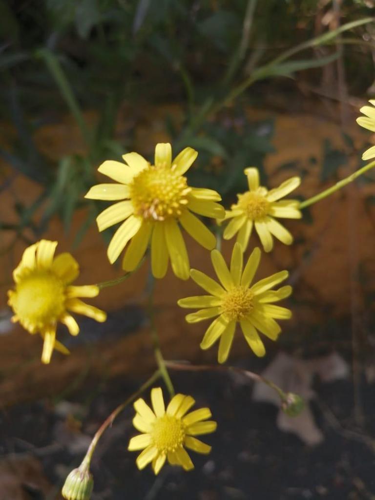 Narrow leaved Ragwort from C U Ciudad de México CDMX México on