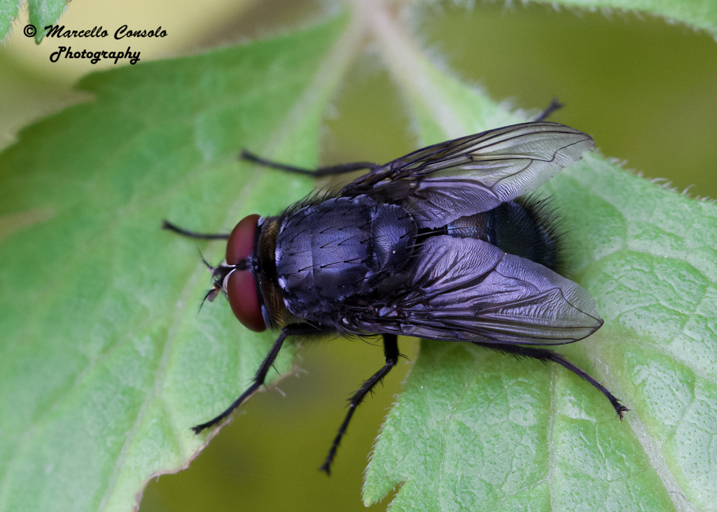 Orange Bearded Bluebottle Fly From Camin Veneto Italy On November