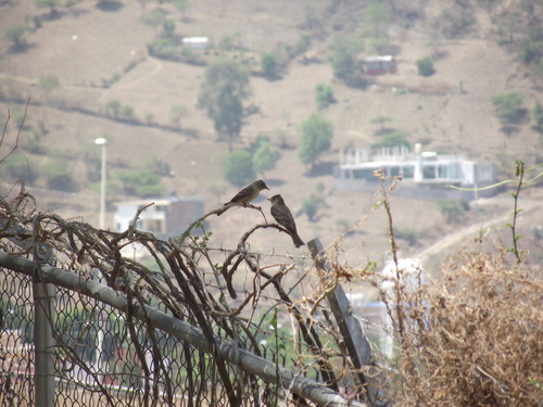 Greater Pewee Birds Of Chiricahua Nm Inaturalist