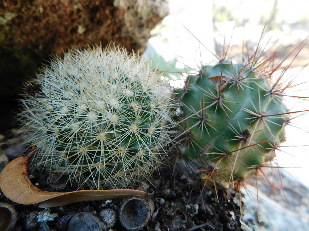 Mammillaria Densispina From San Luis De La Paz Gto M Xico On