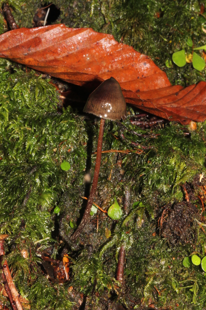 Psilocybe Neoxalapensis Mexico Fungi Inaturalist Mexico