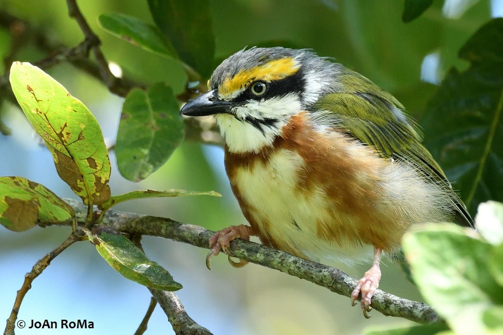 Vire N Arlequ N Paseo De Los Ahuehuetes Inaturalist