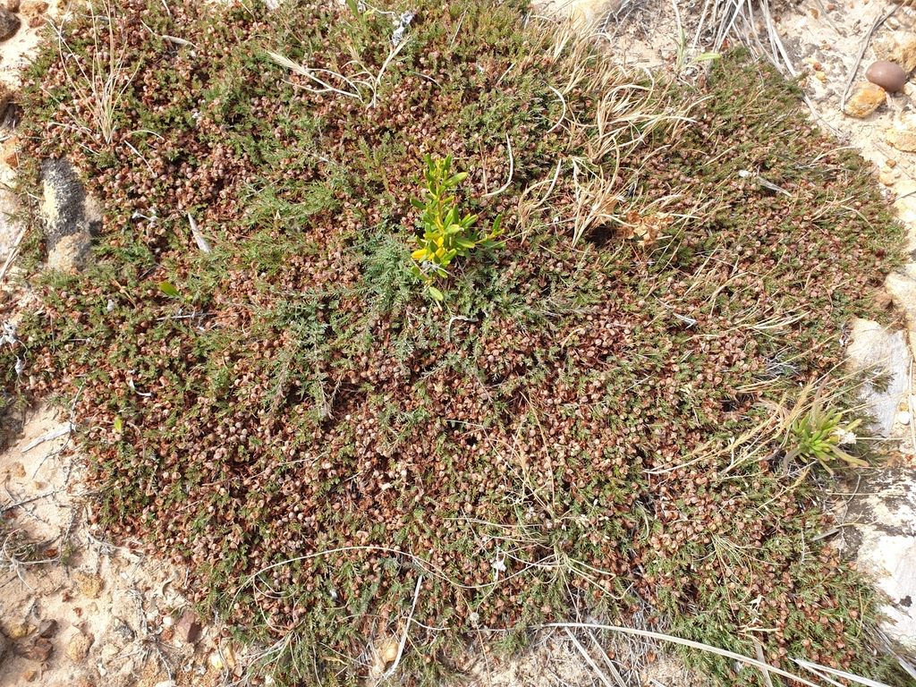 Common Eutaxia From Moana SA 5169 Australia On December 04 2019 By