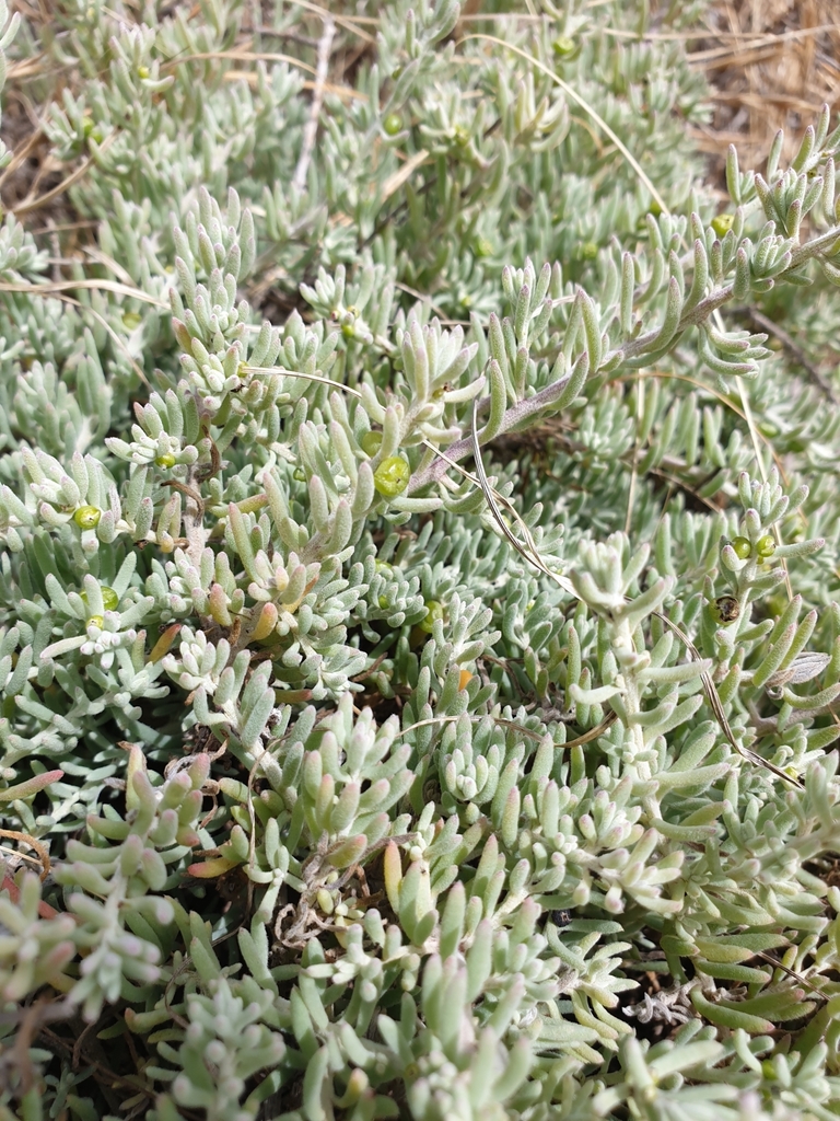 Barrier Saltbush From Moana Sa Australia On December By