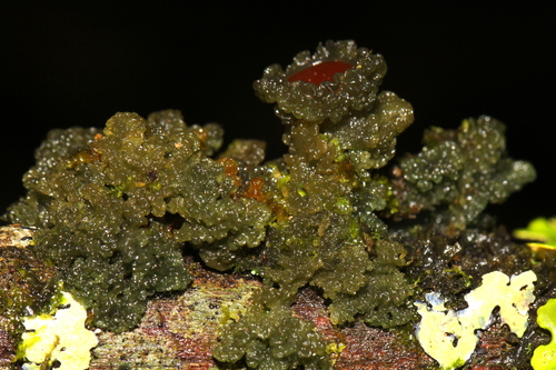 Leptogium Phyllocarpum Lichens Of Slakplaas BioDiversity4All