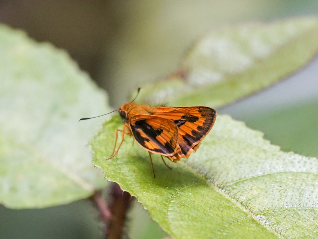 Telicota Ternatensis From Bantimurung National Park South Sulawesi