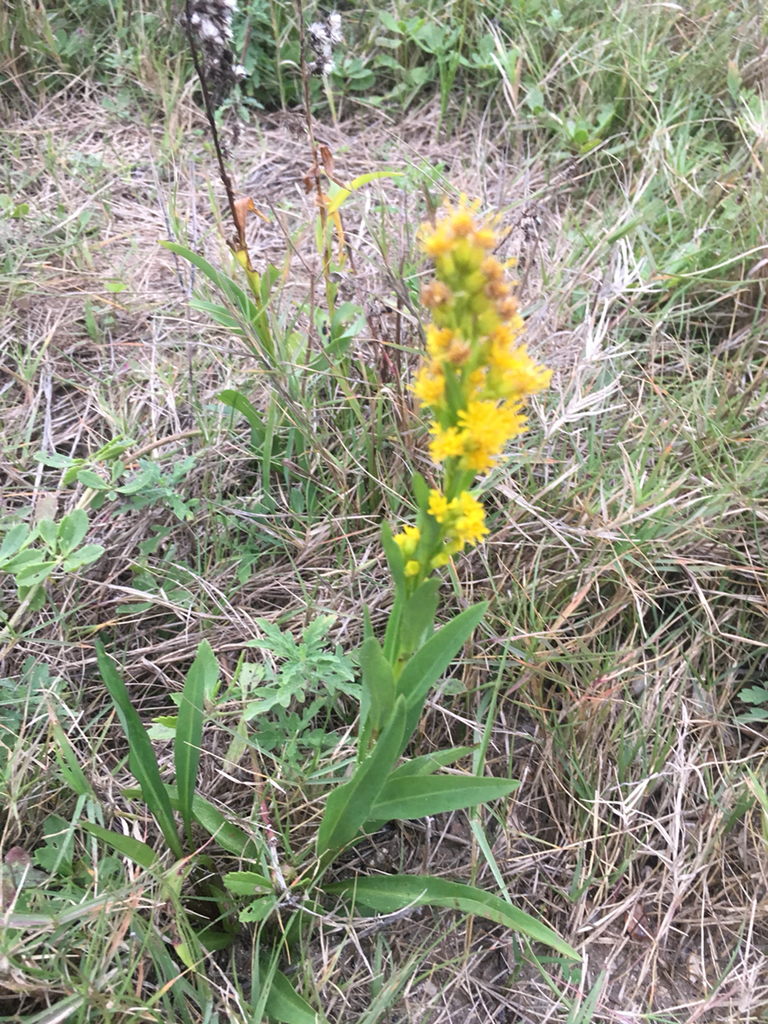 Southern Seaside Goldenrod From Highway Port Bolivar Tx Us