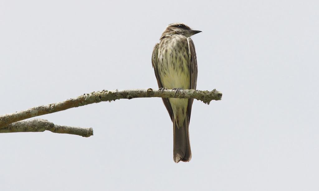 Piratic Flycatcher from Reserva Privada San Sebastián de la Selva