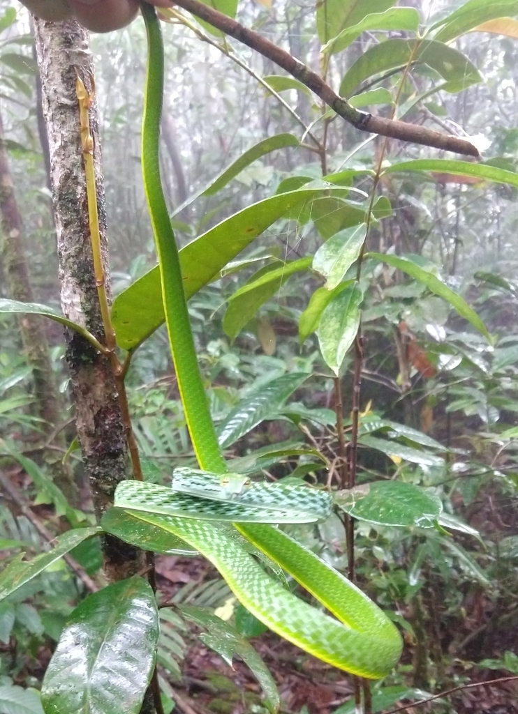 Oriental Whipsnake From Lubok Antu Sarawak Malaysia On January