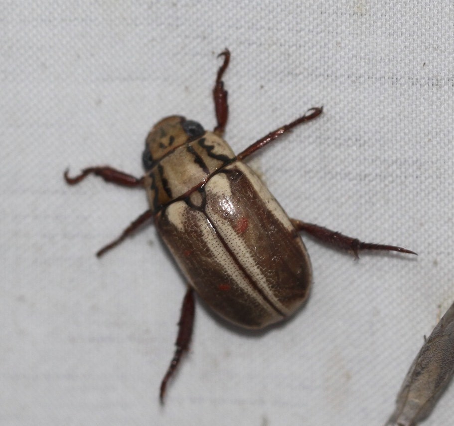 Anoplognathus Abnormis From Mount Mellum Qld Australia On January