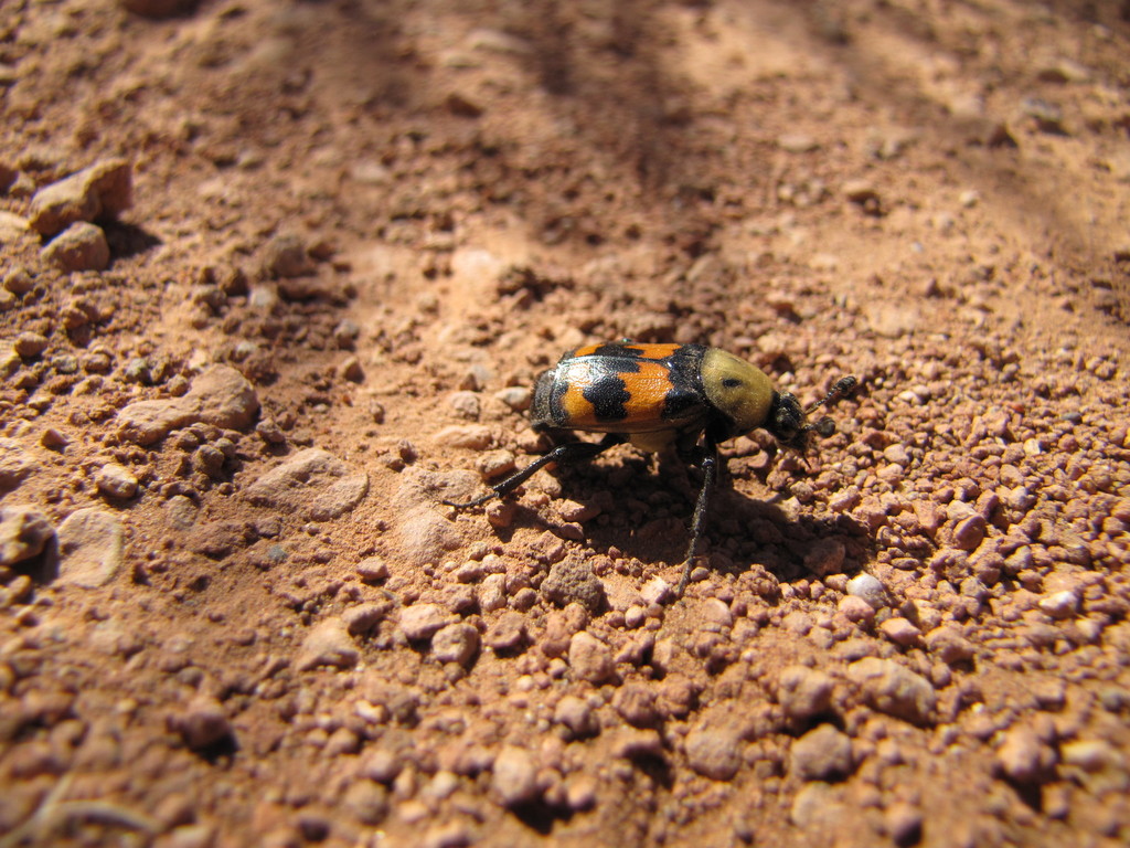 Tomentose Burying Beetle From Randall County Tx Usa On April