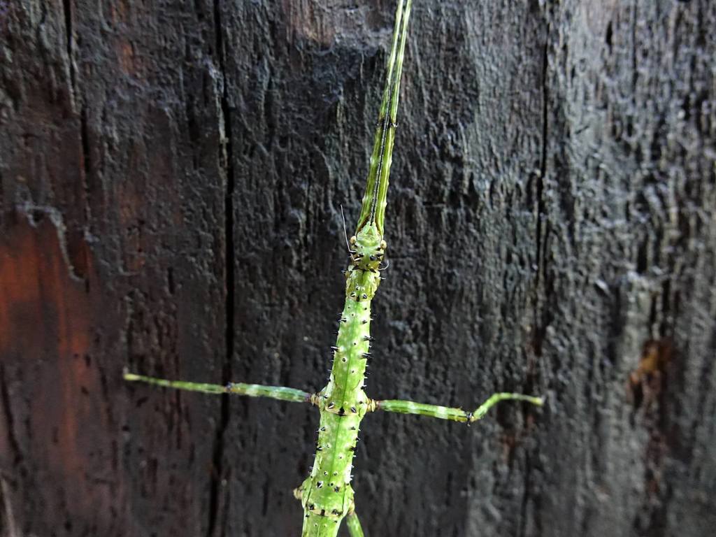 Prickly Stick Insect From Karamatura Track Huia Auckland New