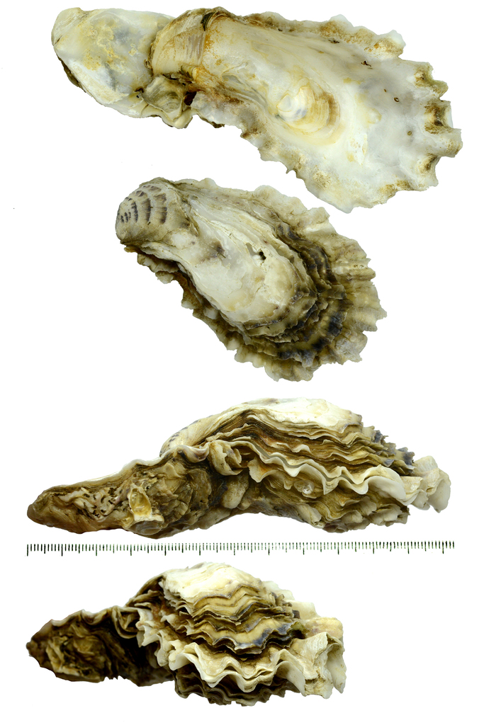 Pacific Oyster Invasive China Cove Organisms INaturalist