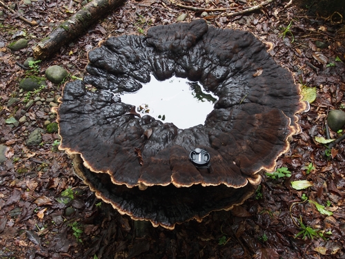 Laetiporus persicinus Guía general de Macrohongos de Costa Rica