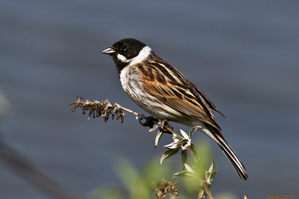 Rohrammer Vogelf Hrer Mittelfranken Inaturalist