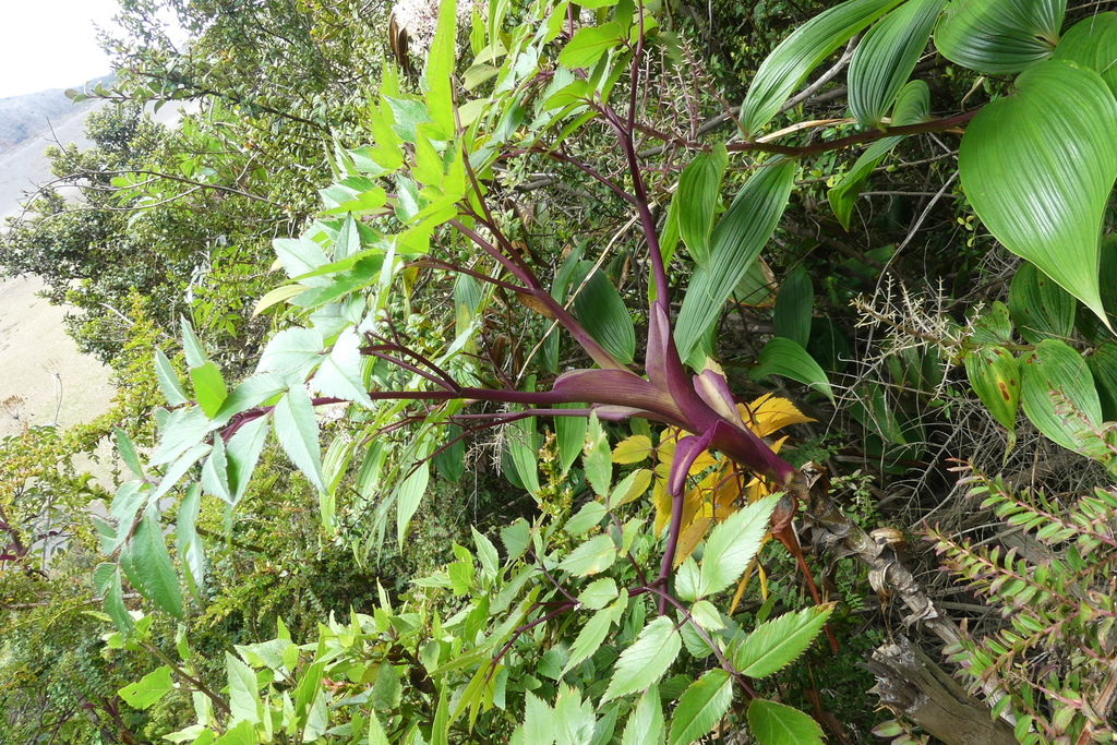 Myrrhidendron Donnellsmithii From Provincia De Cartago Costa Rica On