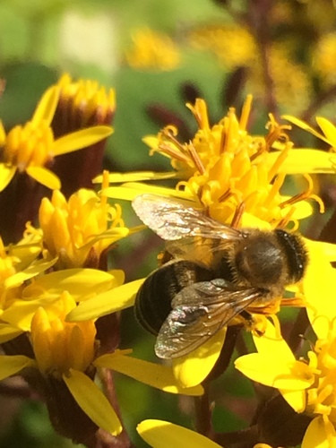 Abeja Espa Ola Invertebrados Del Mass S Del Montseny Inaturalist