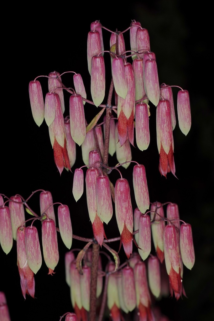 Air Plant From Hin Tung Mueang Nakhon Nayok District Nakhon Nayok