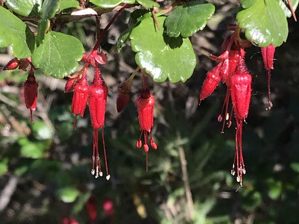 Fuchsiaflower Gooseberry From Torrey Pines State Natural Reserve San