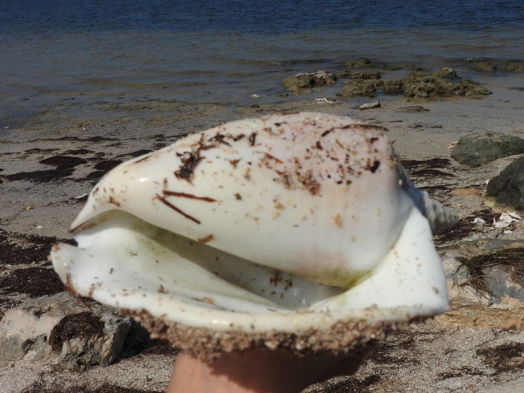 Milk Conch From Dzilam De Bravo Yuc M Xico On January At