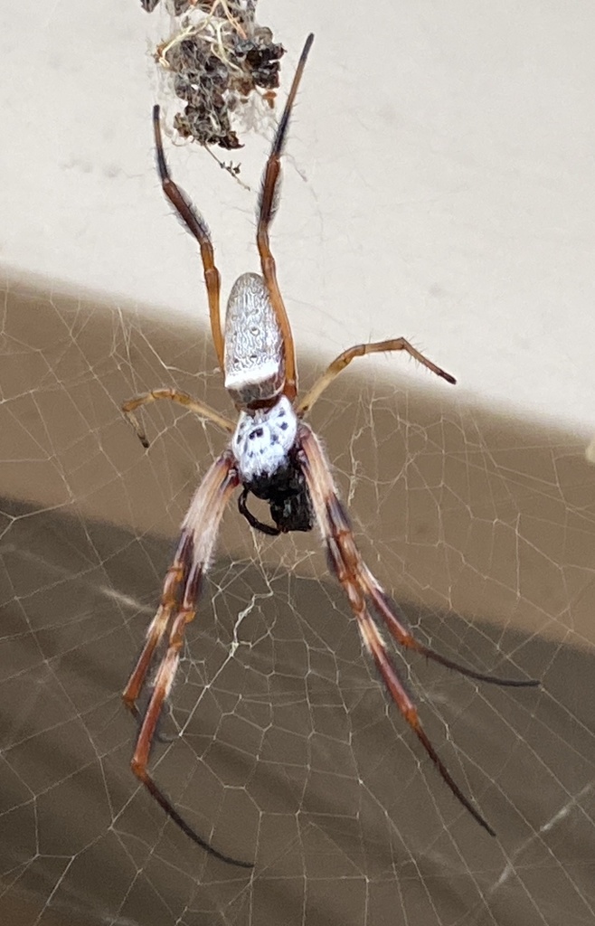 Australian Golden Orbweaver From Porongurup Wa Au On February