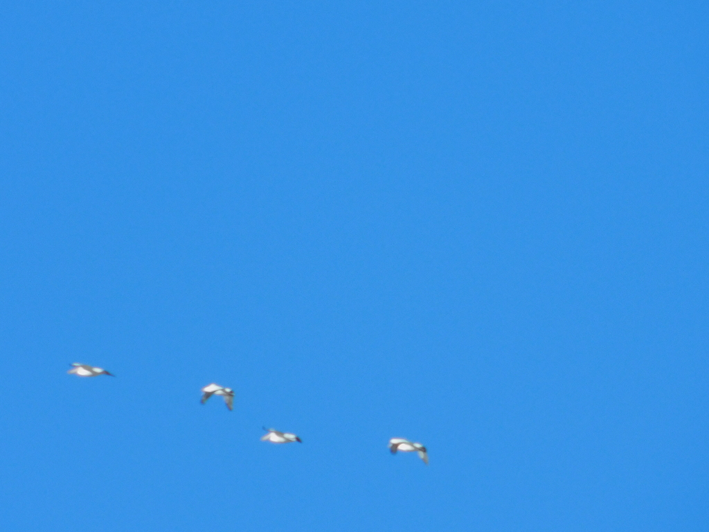 American White Pelican from Cuencamé Dgo México on January 7 2020