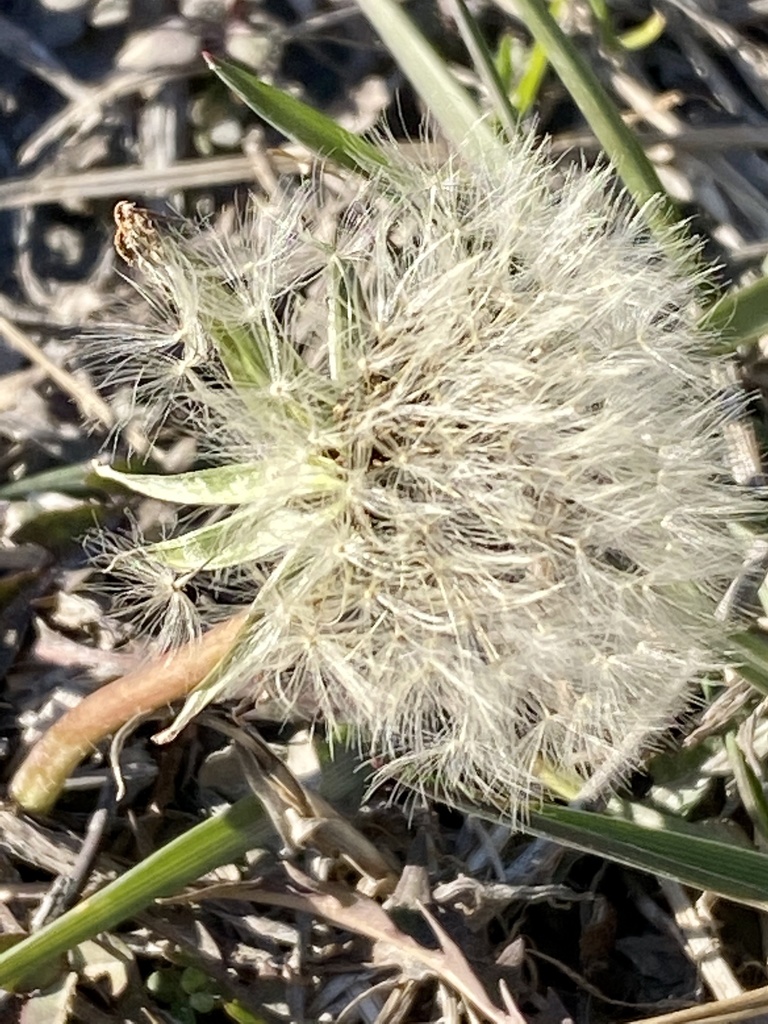 Red Seeded Dandelion From Dillard Dr Lynchburg Va Us On February