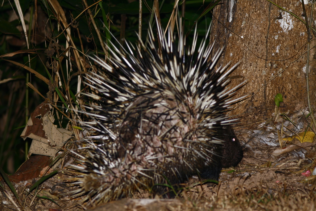 East Asian Porcupine From Hin Tung Mueang Nakhon Nayok District