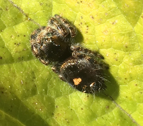 Bold Jumping Spider Ewa Guide To The Insects And Spiders Of The Fells