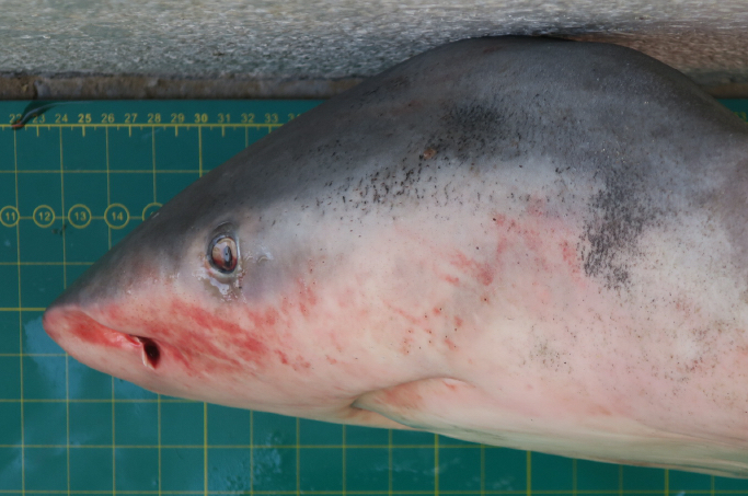 Pigeye Shark In February 2020 By Balazs Buzas 85 INaturalist