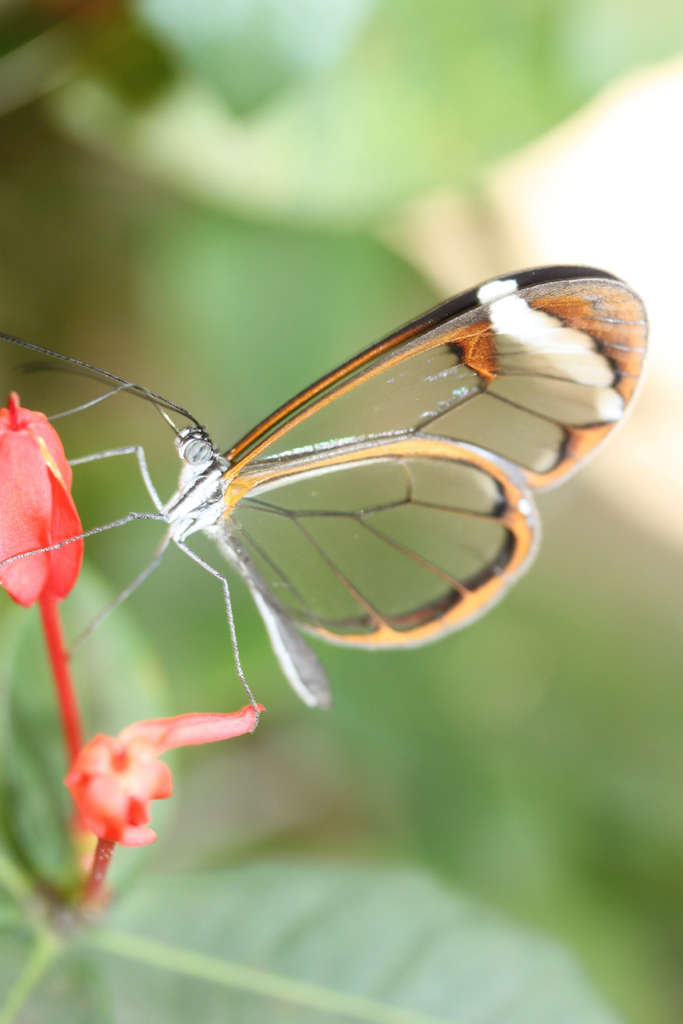 Mariposa de cristal de mancha gruesa Polinizadores diurnos del Jardín