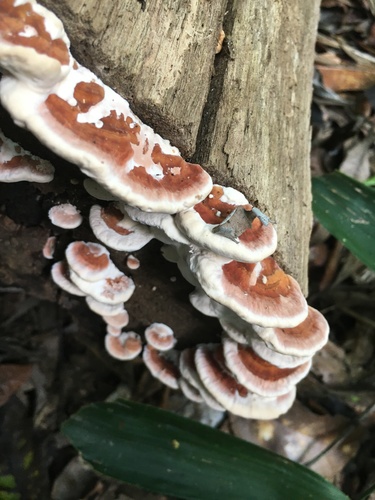 Complex Fomitopsis Feei INaturalist