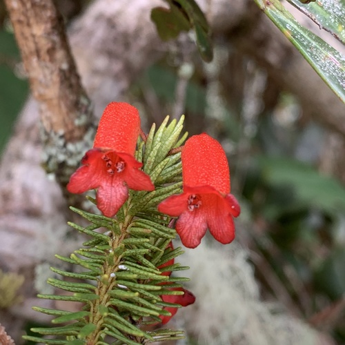 Rhododendron Ericoides Inaturalist