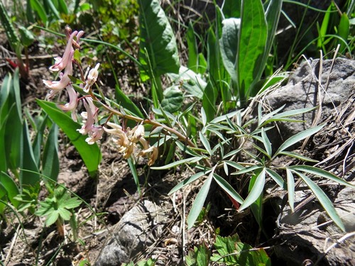 Corydalis Ruksansii Naturalista Colombia