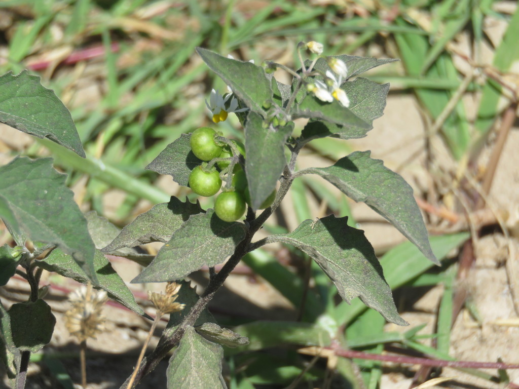 American Black Nightshade From Bah A De Banderas Nay M Xico On