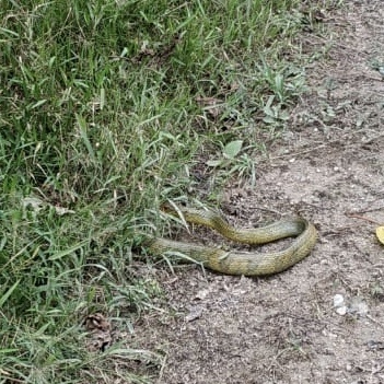 Amazon Puffing Snake From Yantzaza Zamora Chinchipe EC On March 7